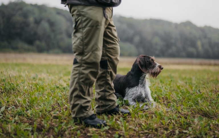 Jäger und Jagdhund in abwartender Position während der Jagdausbildung in Bayern mit der Jagdschule Baumann
