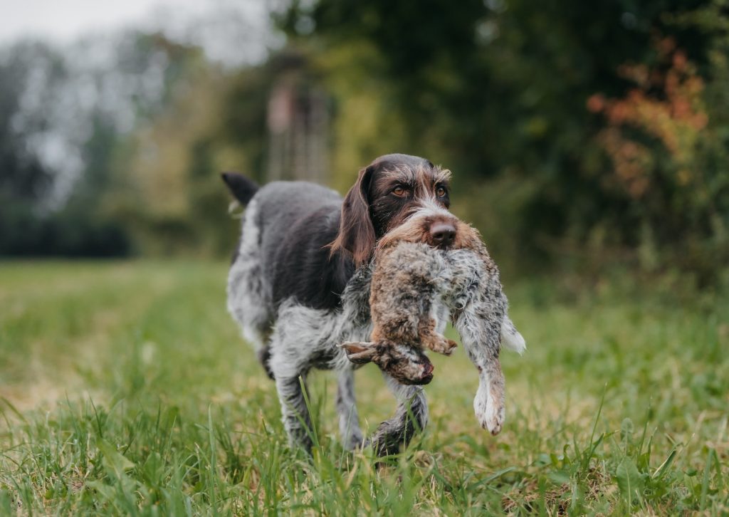 Jagdhund von Herbert Baumann apportiert einen Hasen während der praktischen Jagdausbildung in Bayern