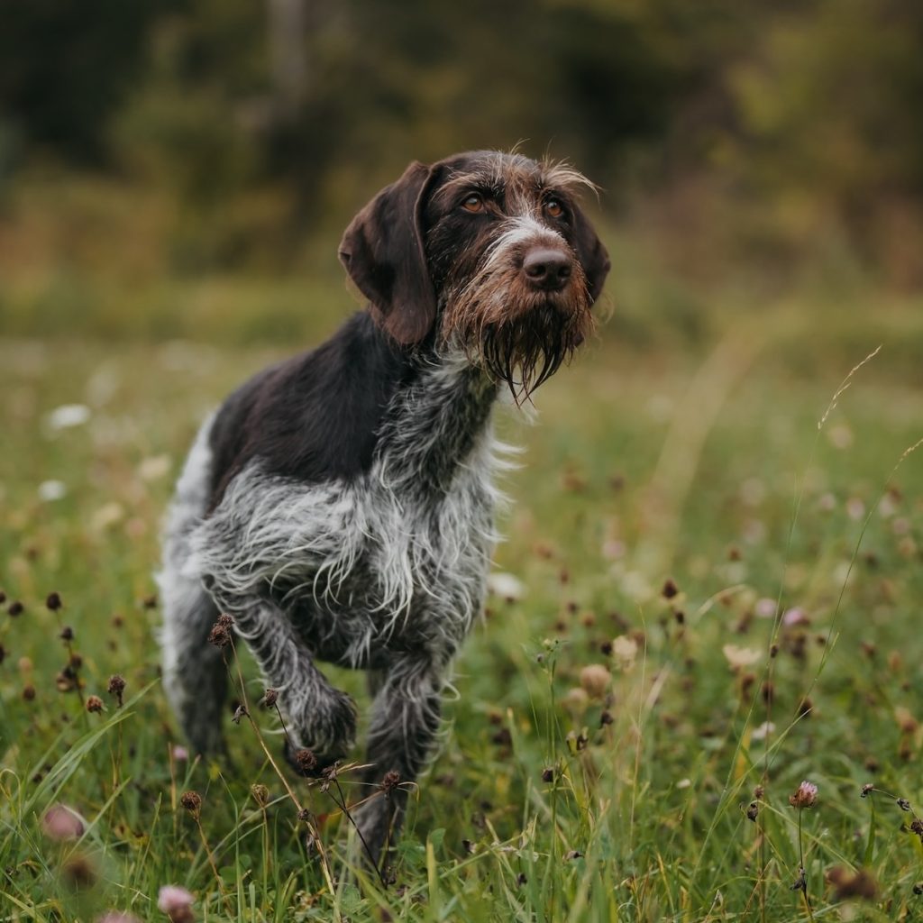 Jagdhund beim Vorstehen während einer Übung der Jagdschule Baumann in Bayern